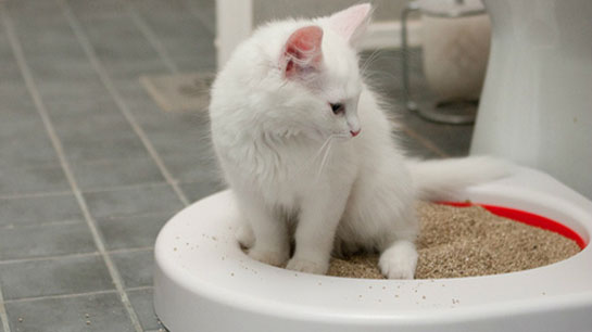 Kedilere Tuvalet Eğitimi Nasıl Verilmeli