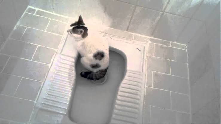 Kedi Tuvalet Eğitimi Nasıl Verilir