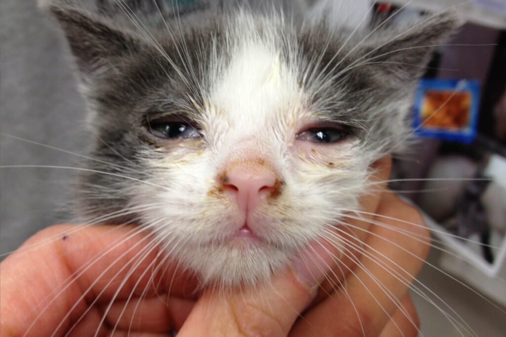 Kedilerde Göz Enfeksiyonları ve Körlük - Kedilerde Göz iltihabı