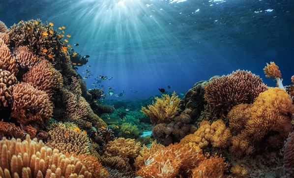 Mercan resifi türleri nelerdir